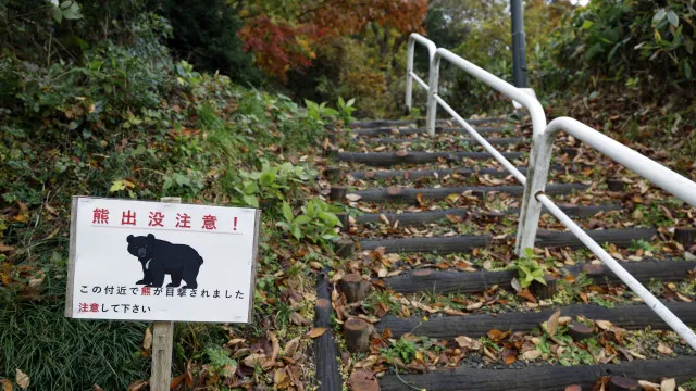 
                    Japão instala 800 câmaras nas montanhas após aumento de ataques de ursos
                