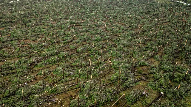 
                    Árvores caídas em Leiria podem não ser retiradas até fim de junho
                