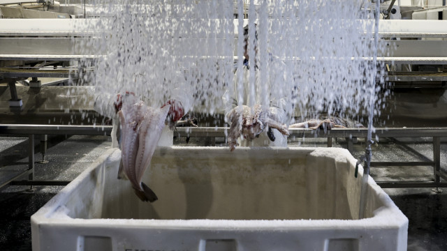 Bruxelas propõe cortes de até 88% para a pesca acidental de bacalhau