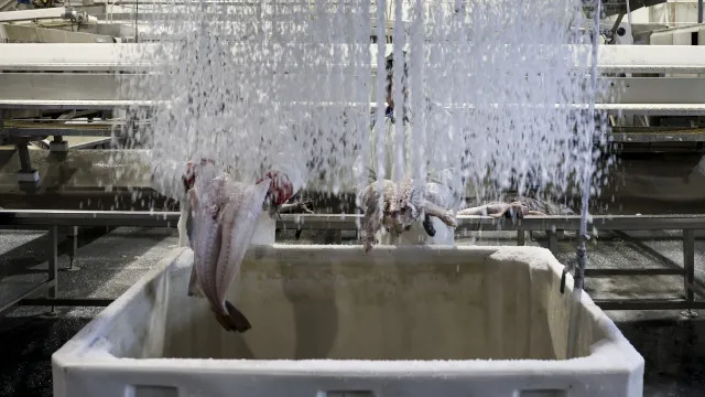 
                    Bruxelas propõe cortes de até 88% para a pesca acidental de bacalhau
                