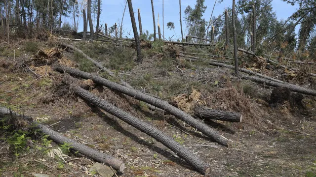 
                    Medidas do PTRR para a floresta a médio prazo totalizam 660 ME
                
