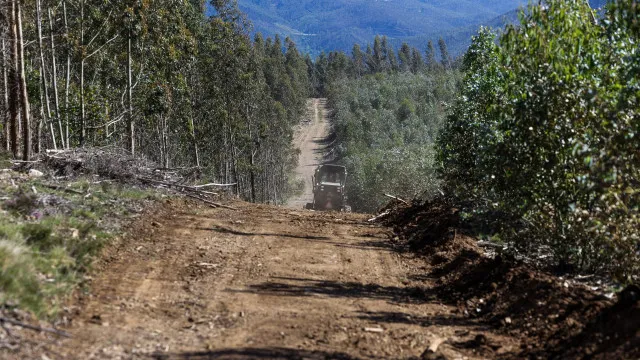 
                    Mais de 190 kms de caminhos florestais desobstruídos em Leiria
                