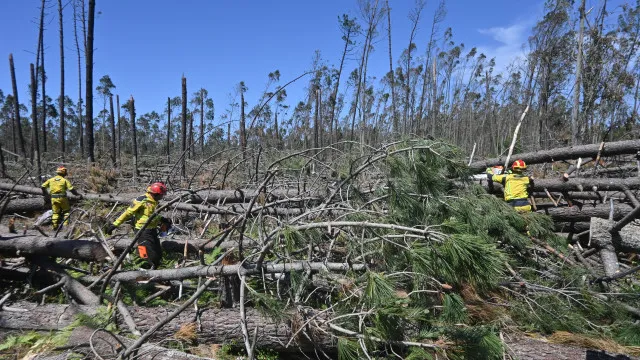 
                    Mais de 17 mil quilómetros de caminhos florestais desobstruídos
                