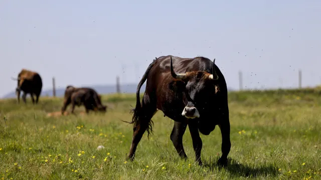 
                    Brigada de vacas maronesas faz prevenção em Vila Pouca de Aguiar
                