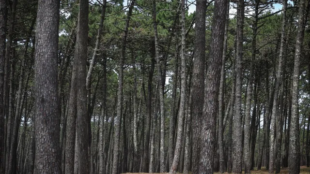 
                    Plano de Restauro da Natureza em consulta. ICNF apela à participação
                