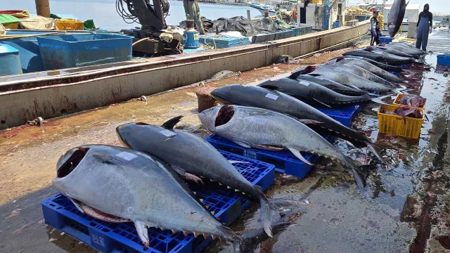 
                    Produção mundial de peixe atinge máximo de 235 milhões de toneladas
                