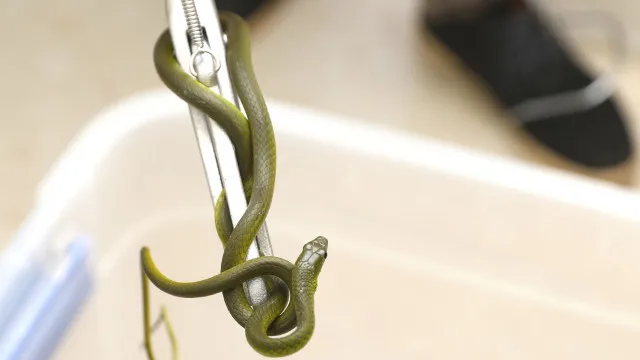 
                    Serpentário moçambicano reergue-se após destruição das manifestações
                