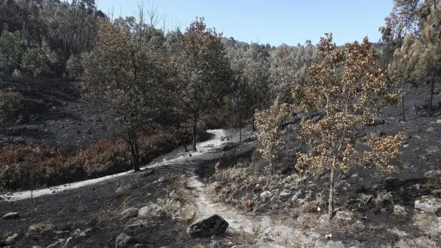 
                    Chamas destruíram Reserva Botânica de loendros em Vouzela
                