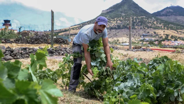 Viticultor do Porto Santo destaca sucesso da casta listrÃ£o