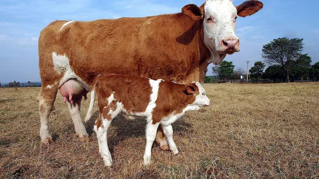 
                    Governo do Brasil surpreendido com veto da UE sobre importação de carnes
                