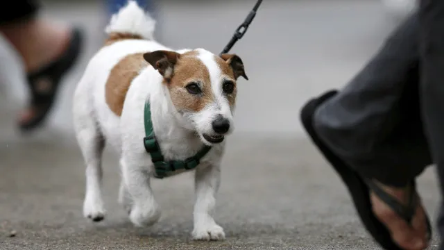
                    Ordem lança campanha para reduzir IVA nos serviços veterinários
                