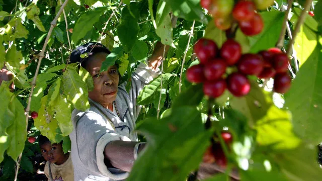 "ProduÃ§Ã£o de cafÃ© jÃ¡ nÃ£o Ã© como antigamente". Cooperativa deixa alerta