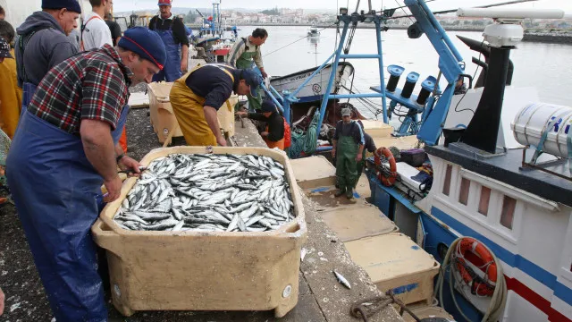 
                    Governo define condições para atribuição de subsídio à pesca. Veja aqui
                