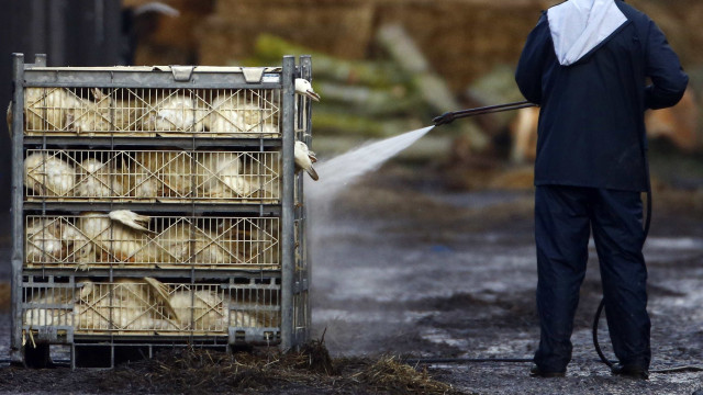 Gripe das aves detetada em Setúbal. Animais foram abatidos