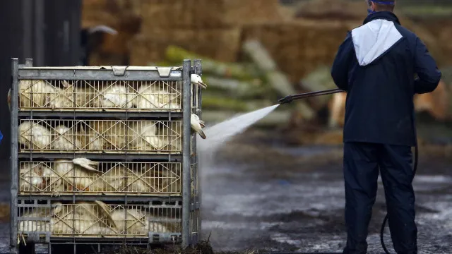 
                    DGAV levanta confinamento de aves, mas avisa: Gripe ainda não cessou
                