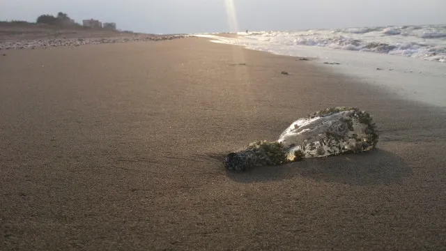Em 1973, Laurie lanÃ§ou garrafa com mensagem ao mar. Foi agora encontrada