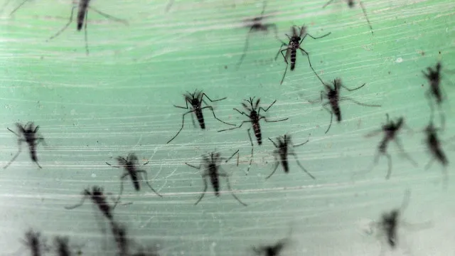 
                    Muito calor... muitas picadas de mosquitos? DGS deixa alerta e conselhos 
                