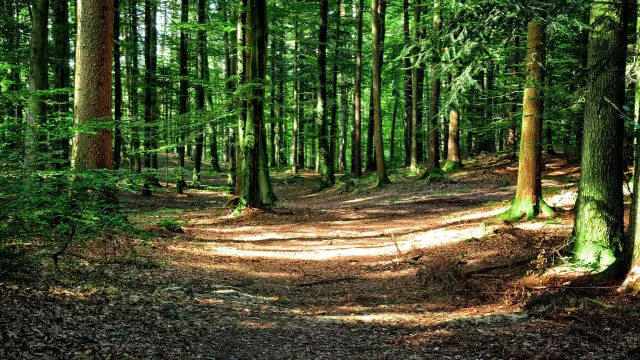 
                    Etiópia quer plantar 800 milhões de árvores num dia para ajudar planeta
                