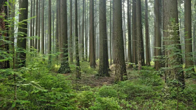 
                    Ossadas encontradas no Tennesse podem ser de irmãos desaparecidos em 2010
                