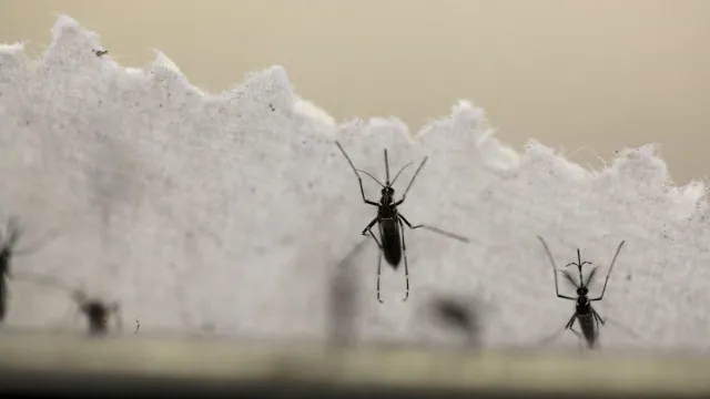 Dengue, chikungunya e zika: Mosquito transmissor detetado em GuimarÃ£es