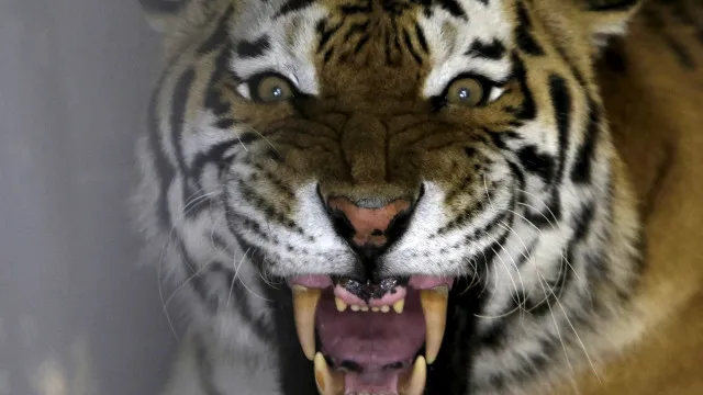 
                    Homem morre após ser atacado por tigre em zoo britânico. Invadiu recinto
                