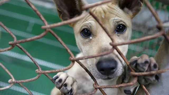 N.Âº de animais abandonados sobe no verÃ£o: Sabe o que fazer? CML explica
