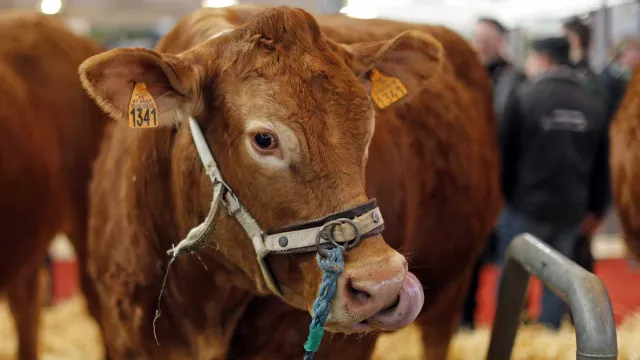 
                    Investigadores encontram bactéria resistente em explorações de gado
                
