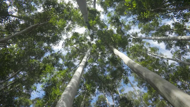 
                    Portugal tem videovigilância florestal em 45% do território
                