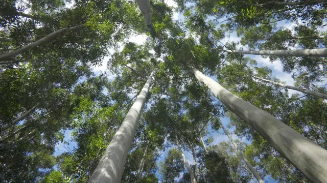 
                    Governante confiante numa floresta mais protegida no próximo verão
                