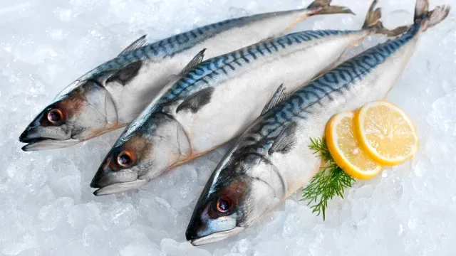 
                    Medidas para combater excesso de pesca de cavala pela Rússia em vigor
                