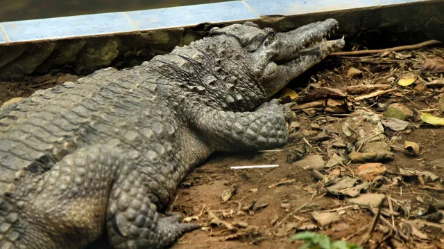
                    Menino que caiu em zoo foi atacado por crocodilo. Suspeito libertado
                