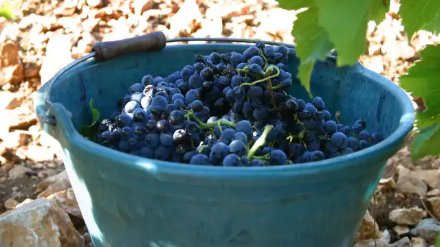 Vinificou uvas que não conseguiu vender e alterou estratégia de negócio