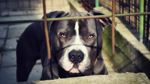 Pitbull ataca e mata criança de dois anos em São Paulo