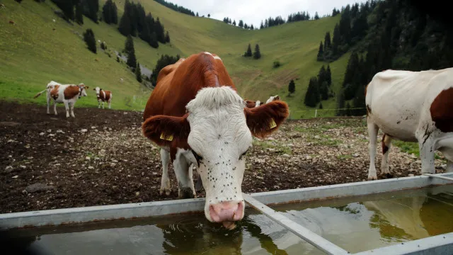 Seca obriga regiÃµes suÃÃ§as a recorrerem a ExÃ©rcito para dar Ã¡gua Ã s vacas