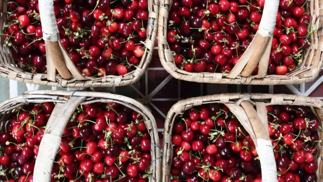 
                    Produtores de Resende querem fábrica para aproveitar cereja que não se vende
                
