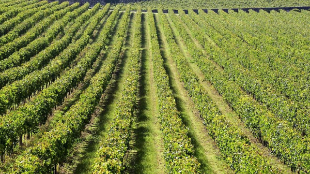 Região dos Vinhos Verdes antecipa vindima e prevê subida da produção