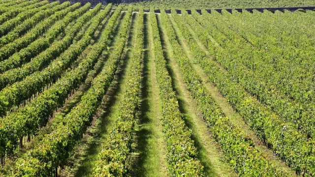 RegiÃ£o dos Vinhos Verdes antecipa vindima e prevÃª subida da produÃ§Ã£o