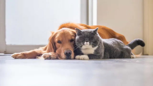 
                    União Europeia adota novas regras para cães e gatos de companhia: Quais?
                