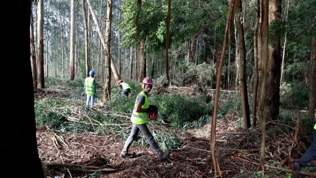 
                    Proprietários florestais querem prorrogação de prazo para limpeza
                