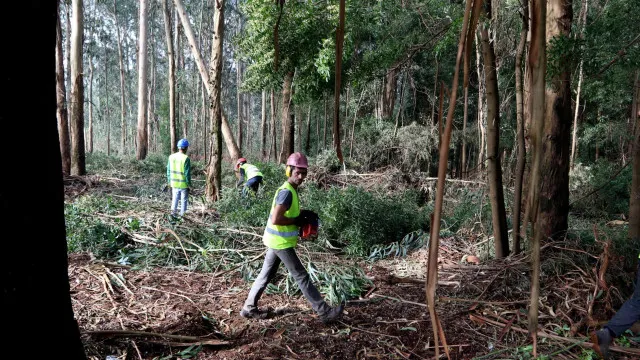 Prazo para limpar terrenos termina amanhã. Proprietários pedem tolerância