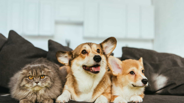 Estatuto dos Cães e Gatos prevê penas para quem maltratar animais