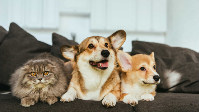 Estatuto dos Cães e Gatos prevê penas para quem maltratar animais