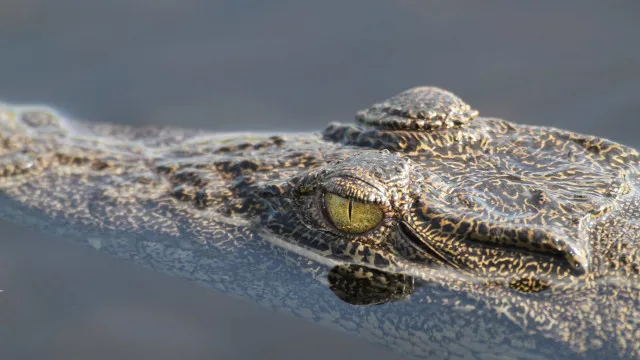 
                    Homem morto por crocodilo em praia no México. Estava de férias com amigos
                