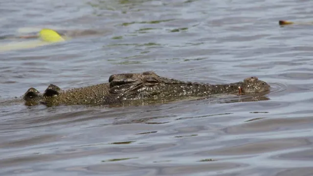 Menino de 3 anos que caiu em recinto de crocodilos “estável no hospital”