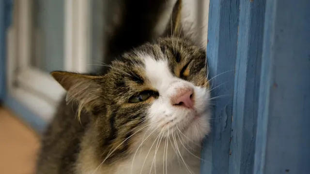 
                    Associação dos Animais de Lisboa faz apelo: 