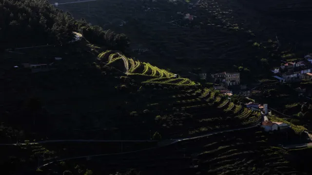 Estudo revela como adaptar vinhas do Douro e Alentejo ao clima