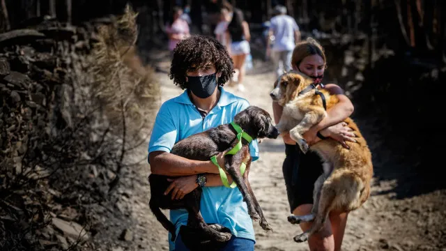 
                    Suspeitos de maus-tratos a animais em Santo Tirso conhecem hoje decisão
                