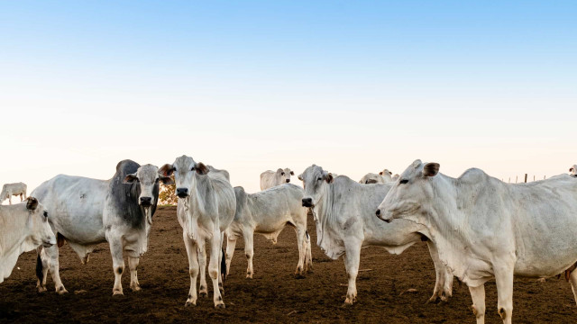 Pará adia para 2030 obrigação de rastrear gado com 'brinco' em cada animal