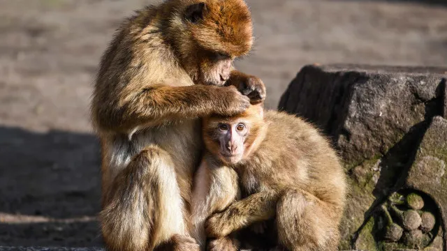 Macacos partilham com humanos desconfiança sobre infeção
