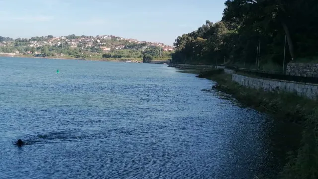 
                    Três pescadores resgatados com vida de barco que afundou no rio Douro
                